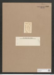 Navicula iridis var. affinis (Ehr.) V.H. (de-Toni-Nr.: Genus 1, Species 552) Zeichnungen Sammlung Grunow Nr. 1092 (NHMW-BOT-W0367653)